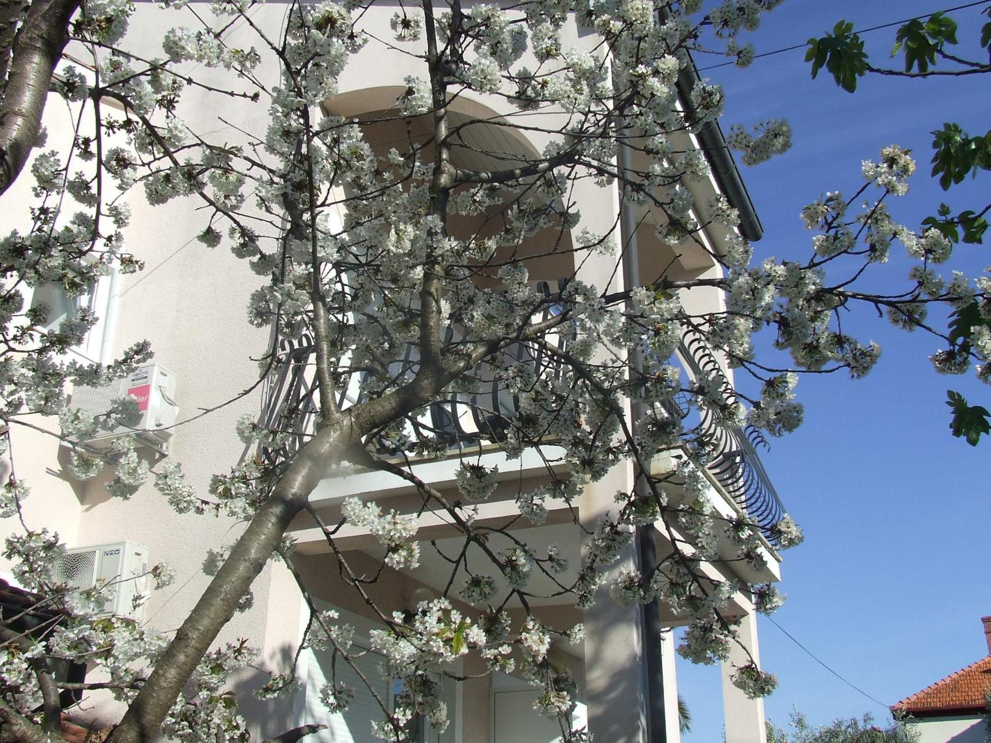 זאדאר Villa Dalmatia חדר תמונה